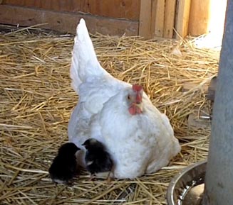 Audry, a white leghorn who went broody and hatched out chicks