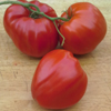 Tomato, Siskiyou Slicer